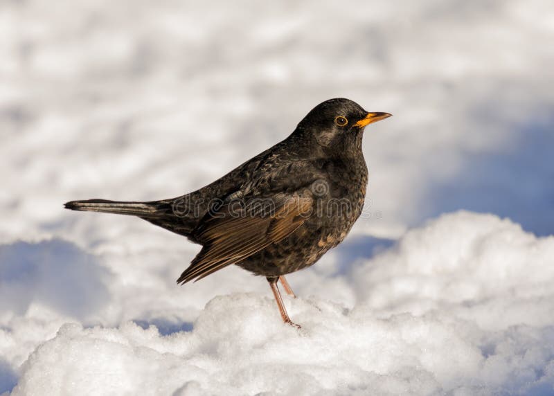 De gemeenschappelijke Merel - Turdus-merula op sneeuw of is het? stock foto's De gemeenschappelijke Merel - Turdus-merula op sneeuw of is het? stock foto's