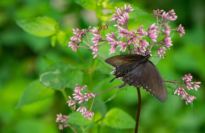 De gemeenschappelijke Vlinder van Milkweed en van Spicebush Swallowtail stock fotografie De gemeenschappelijke Vlinder van Milkweed en van Spicebush Swallowtail stock fotografie