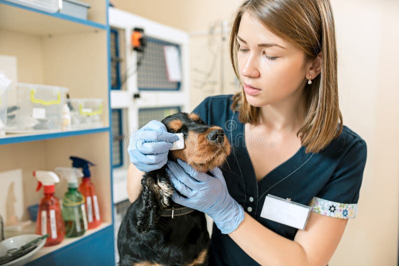 De geneeskunde, de huisdierenzorg en het mensenconcept - hond en veterinaire arts bij dierenartskliniek stock afbeeldingen De geneeskunde, de huisdierenzorg en het mensenconcept - hond en veterinaire arts bij dierenartskliniek stock afbeeldingen