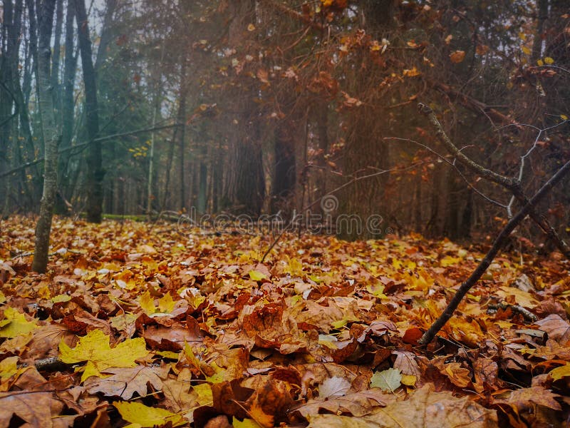 De geringere herfsteshornbladeren liggen op de ongefundeerde herfstgele paardenbladeren stock afbeeldingen De geringere herfsteshornbladeren liggen op de ongefundeerde herfstgele paardenbladeren stock afbeeldingen