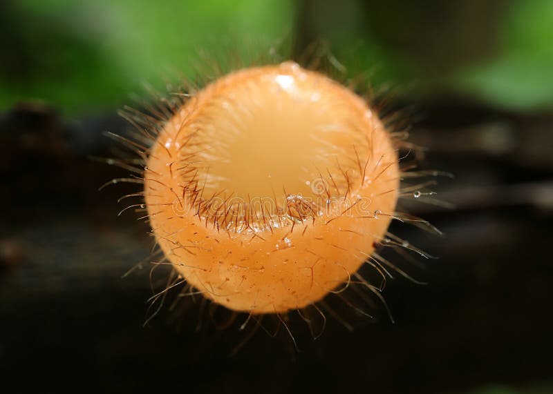 De gesloten omhoog Paddestoelen die van een Wimperkop bij Rotte Login het Regenwoud kweken royalty-vrije stock foto's De gesloten omhoog Paddestoelen die van een Wimperkop bij Rotte Login het Regenwoud kweken royalty-vrije stock foto's