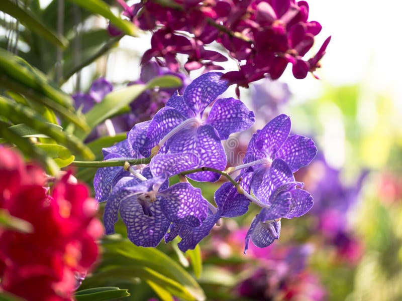 De gestemde close-up van de beeld kleurrijke orchidee royalty-vrije stock foto's De gestemde close-up van de beeld kleurrijke orchidee royalty-vrije stock foto's