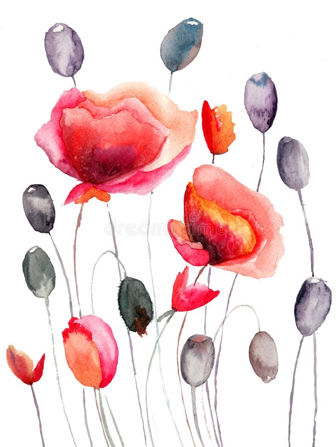 Stylized Poppy flowers illustration, Watercolor illustration. Stylized Poppy flowers illustration, Watercolor illustration