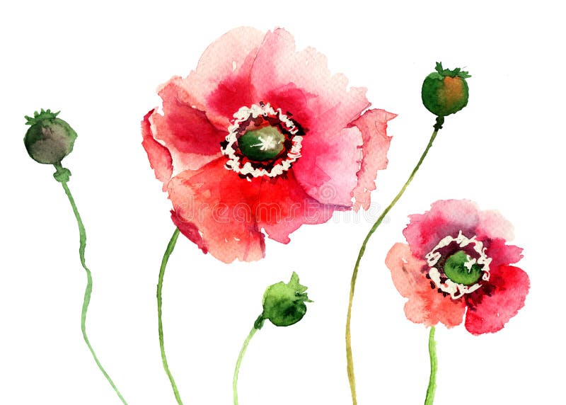 Stylized Red Poppy flowers illustration. Stylized Red Poppy flowers illustration