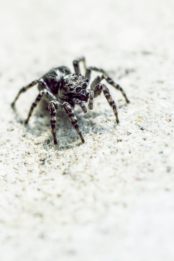 De gestreepte spin, Salticus-scenicus stock afbeeldingen De gestreepte spin, Salticus-scenicus stock afbeeldingen