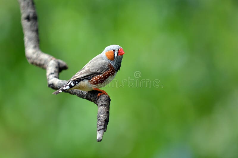 De gestreepte vink exotische vogel zit op een boomtak