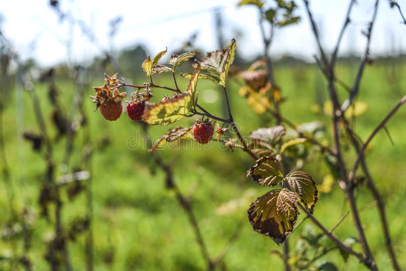 De gevolgen van droogte, droge framboos op de struik in summe stock afbeelding De gevolgen van droogte, droge framboos op de struik in summe stock afbeelding