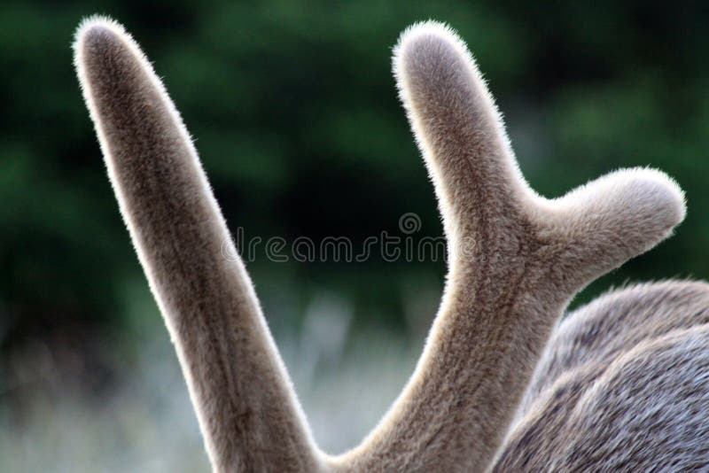 De Geweitakken van het fluweel royalty-vrije stock fotografie De Geweitakken van het fluweel royalty-vrije stock fotografie