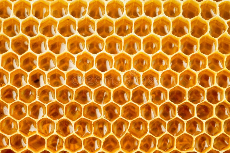 De gezonde honing van de voedselbij in honingraat