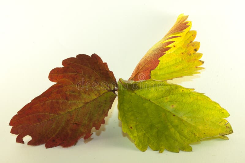 De geïsoleerde aardbei doorbladert in de herfst