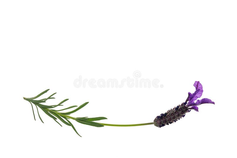 De geïsoleerde bloem van de tuinlavendel op witte achtergrond met exemplaarruimte stock foto De geïsoleerde bloem van de tuinlavendel op witte achtergrond met exemplaarruimte stock foto