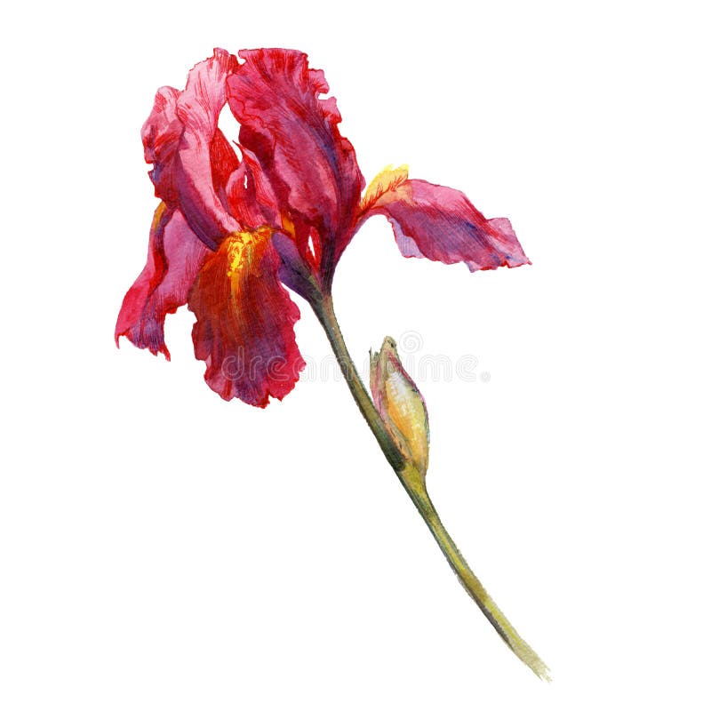 De geïsoleerde scharlaken iris van de waterverfbloem stock illustratie De geïsoleerde scharlaken iris van de waterverfbloem stock illustratie