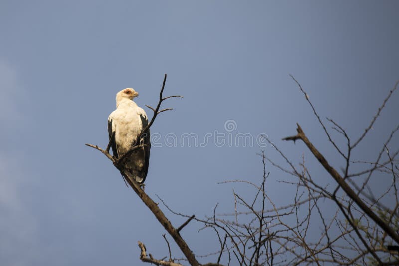 De Gier van de palmnoot in boom, het Nationale Park van Meermanyara, Tanzania royalty-vrije stock fotografie De Gier van de palmnoot in boom, het Nationale Park van Meermanyara, Tanzania royalty-vrije stock fotografie
