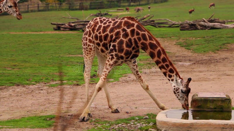 De giraf drinkt Water