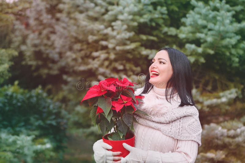 De glimlachende vrouw koopt de installatie van Kerstmispoinsettia stock foto's De glimlachende vrouw koopt de installatie van Kerstmispoinsettia stock foto's