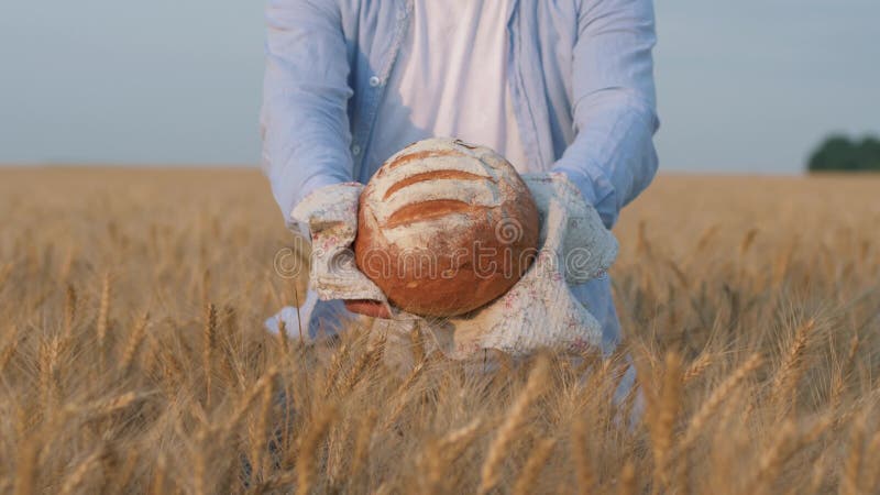 De goede oogst, landbouwershanden geeft u blozend brood van brood op wit servet op het geoogste gebied van de korreltarwe