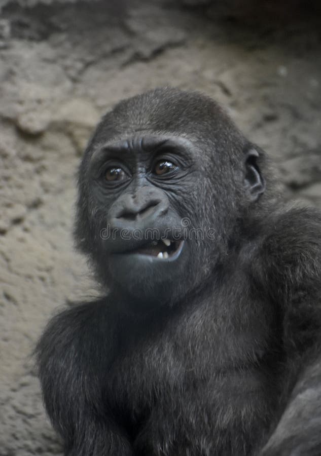 baby silverback gorilla drawing baby silverback gorilla drawing