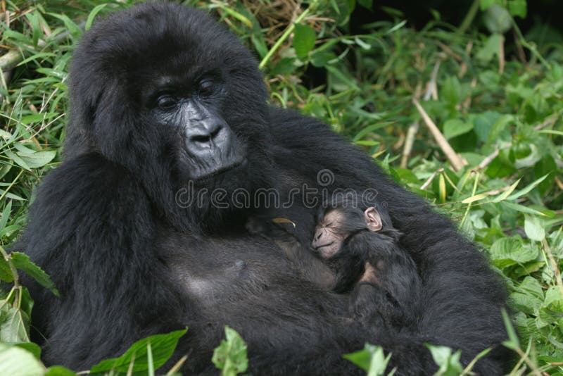 De gorilla van de berg, Rwanda