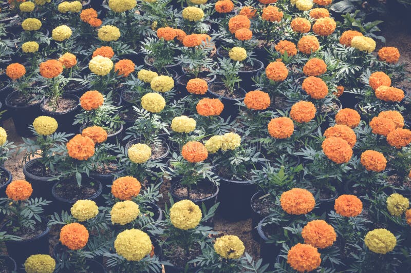 De goudsbloem bloeit achtergrond royalty-vrije stock foto