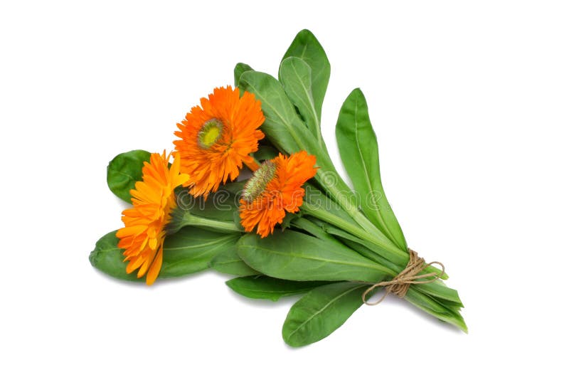 De Goudsbloem van de Pot van de Reeks van het kruid royalty-vrije stock afbeelding De Goudsbloem van de Pot van de Reeks van het kruid royalty-vrije stock afbeelding