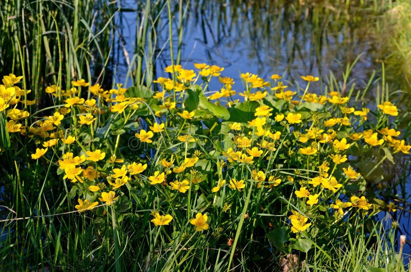 De Goudsbloem van het moeras (palustris Caltha) royalty-vrije stock afbeelding De Goudsbloem van het moeras (palustris Caltha) royalty-vrije stock afbeelding