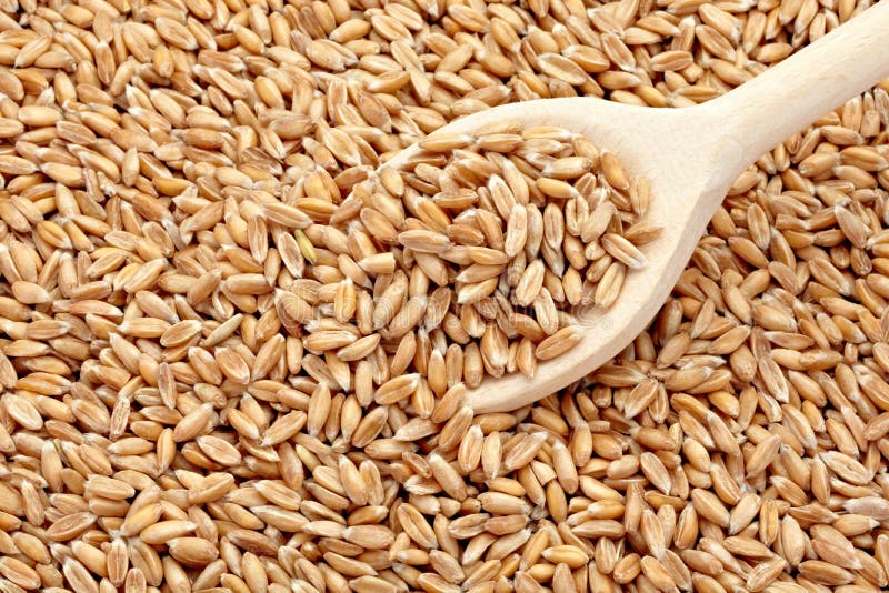 Tarwecerealen royalty-vrije stock foto's