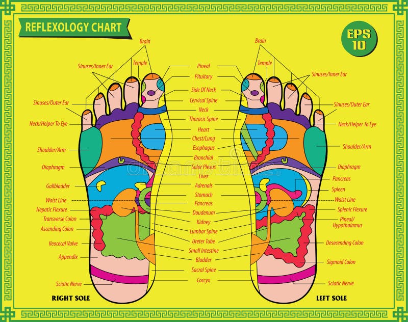 Foot reflexology chart with accurate description of the corresponding internal and body parts. Vector illustration over white background, isolated. Foot reflexology chart with accurate description of the corresponding internal and body parts. Vector illustration over white background, isolated.