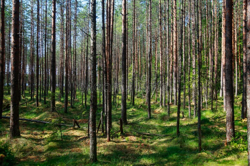 De grands pins minces dans des bois marécageux photos stock De grands pins minces dans des bois marécageux photos stock