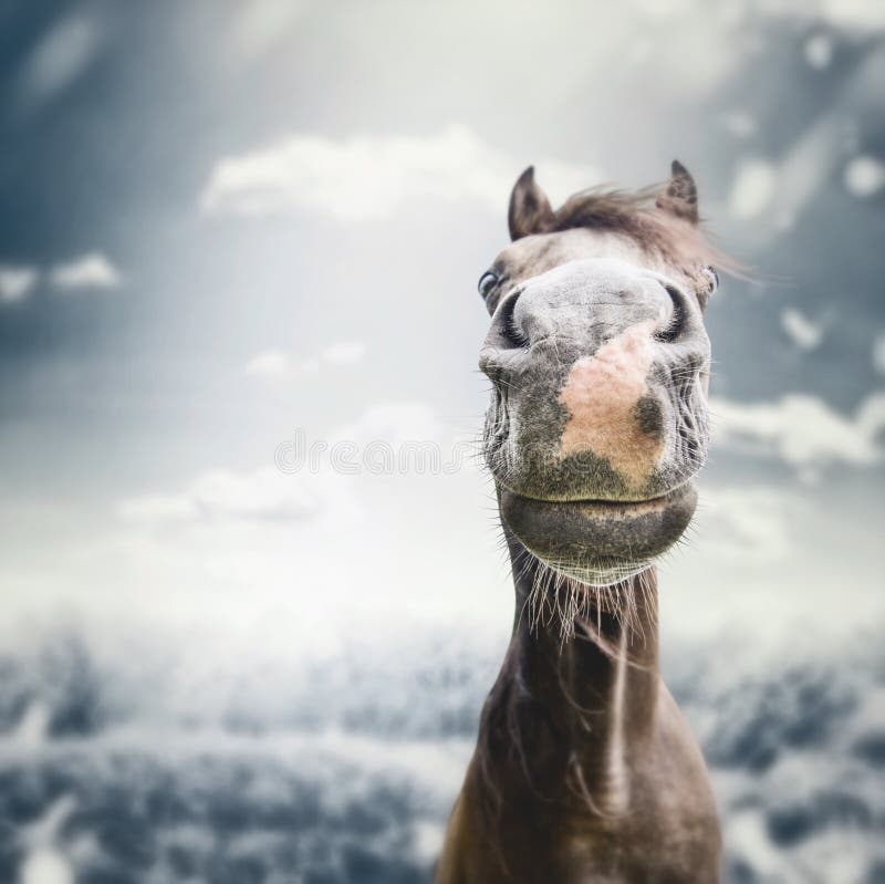 De grappige Snuit van het paardgezicht met neus bij achtergrond van de de herfst de donkere aard stock fotografie De grappige Snuit van het paardgezicht met neus bij achtergrond van de de herfst de donkere aard stock fotografie