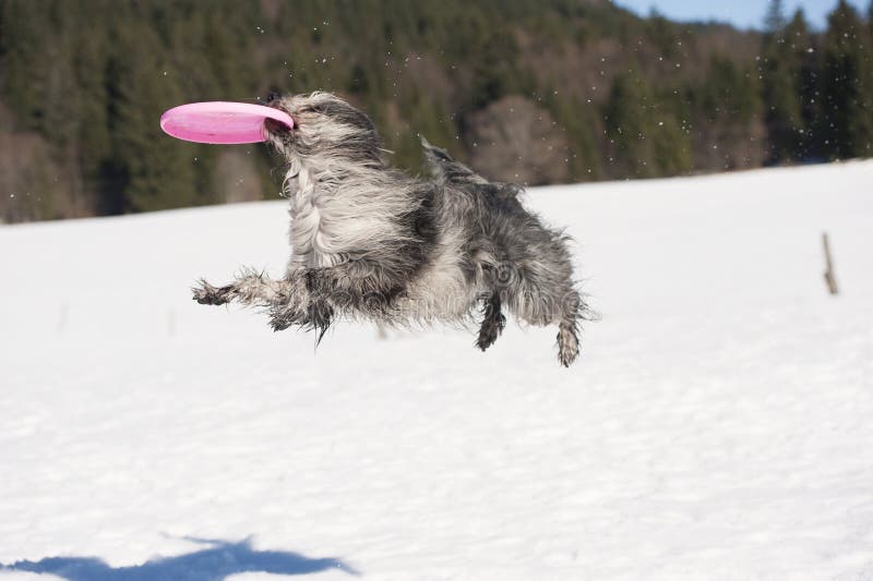 De grappige vliegende schijf van de hondvangst in de lucht stock fotografie De grappige vliegende schijf van de hondvangst in de lucht stock fotografie