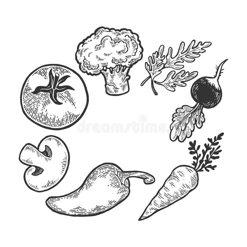 De gravurevector van de groentenschets vector illustratie De gravurevector van de groentenschets vector illustratie