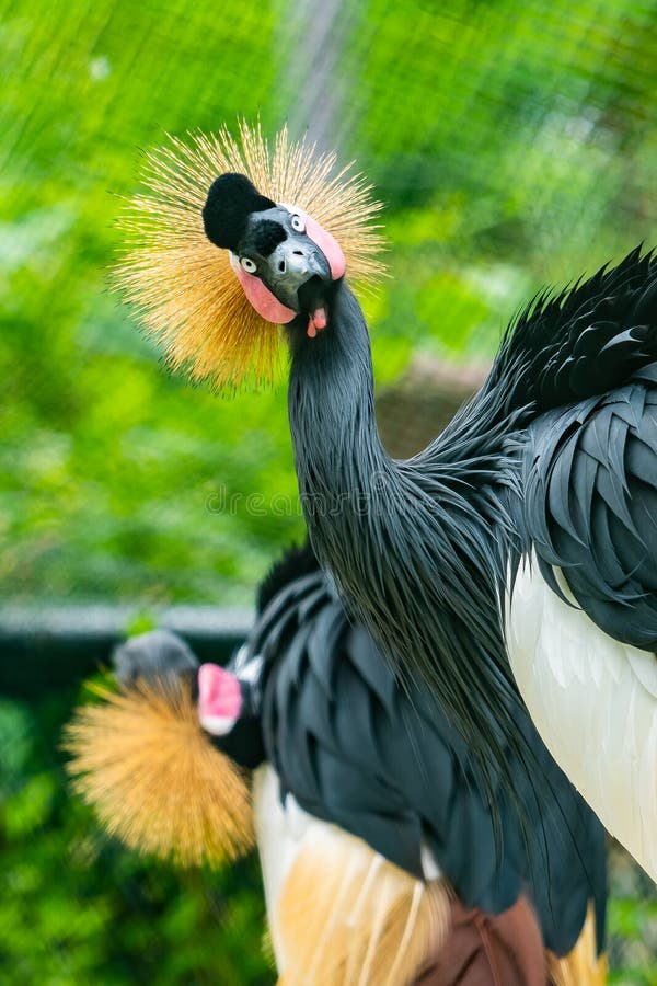 De grijze bekroonde kranen is de nationale vogel van Oeganda stock afbeeldingen De grijze bekroonde kranen is de nationale vogel van Oeganda stock afbeeldingen