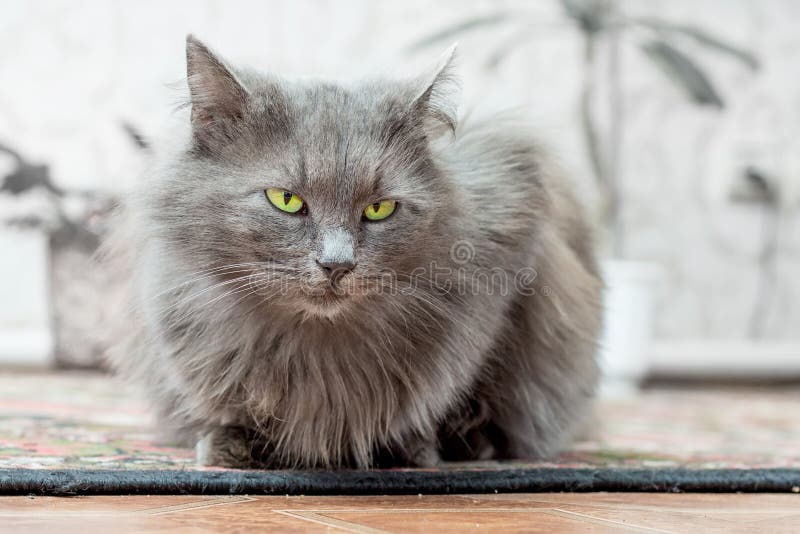 Vervolg overtuigen leven De Grijze, Raskat Met Groene Ogen Zit in Room_ Stock Foto - Image of mooi,  aantrekkelijk: 115751102