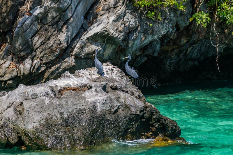 De grijze reigers bevinden zich op een steen dichtbij het water van Phuket, Thailand royalty-vrije stock afbeelding De grijze reigers bevinden zich op een steen dichtbij het water van Phuket, Thailand royalty-vrije stock afbeelding