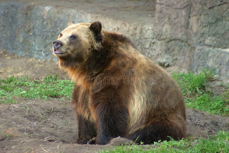 The Brown Grizzly Bear watches the public at the zoo. The Brown Grizzly Bear watches the public at the zoo.