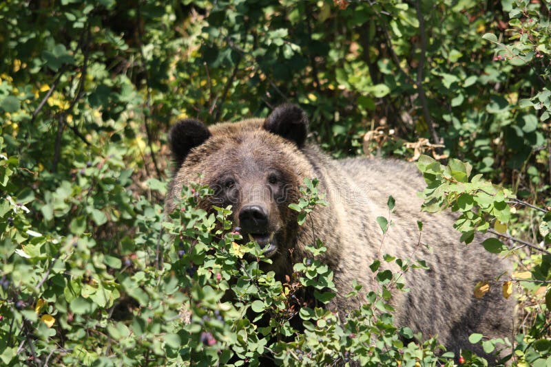 Grizzly bear in Grand Teton National Park. Grizzly bear in Grand Teton National Park