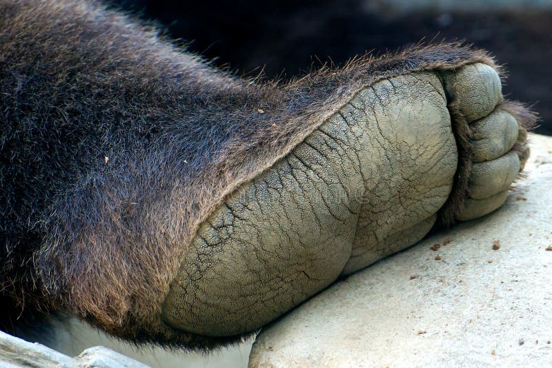 Detailed closeup of grizzly bear big foot. Detailed closeup of grizzly bear big foot.