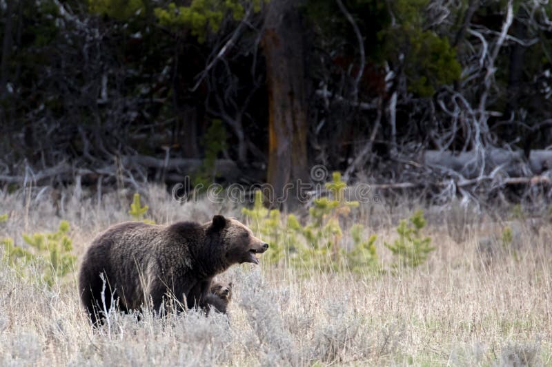 A tiny grizzly bear grasping mother's leg. Mother's mouth is open and teeth bared. Standing in the sagebrush. A tiny grizzly bear grasping mother's leg. Mother's mouth is open and teeth bared. Standing in the sagebrush.