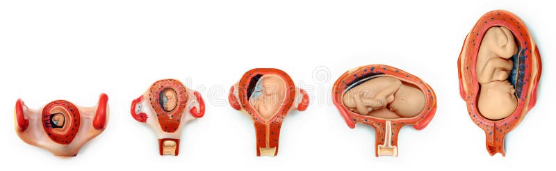 De groei van de baby stock foto De groei van de baby stock foto