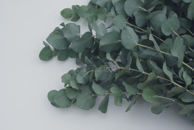 De groene blauwe tak van de eucalyptusbaby op witte achtergrond royalty-vrije stock foto's De groene blauwe tak van de eucalyptusbaby op witte achtergrond royalty-vrije stock foto's