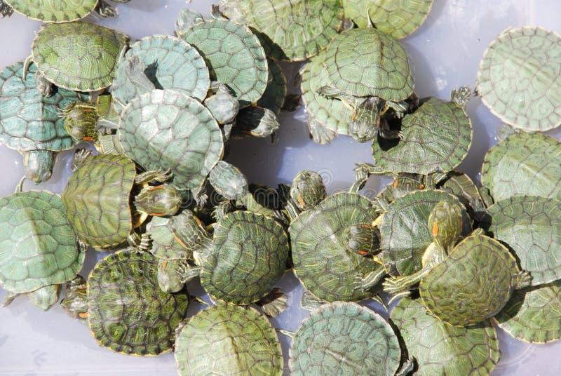 De groene geschilde schildpadden van het rood-Oor royalty-vrije stock afbeelding De groene geschilde schildpadden van het rood-Oor royalty-vrije stock afbeelding