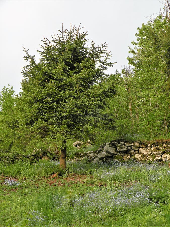 De groene grond, weide met blauw vergeet me niet in bos stock afbeeldingen De groene grond, weide met blauw vergeet me niet in bos stock afbeeldingen