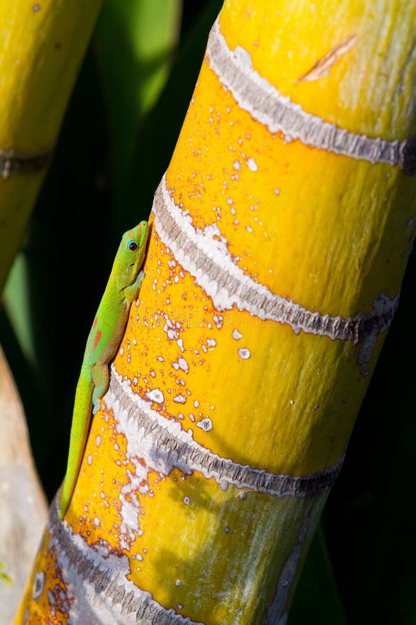 De groene Hagedis van de Gekko stock afbeeldingen De groene Hagedis van de Gekko stock afbeeldingen