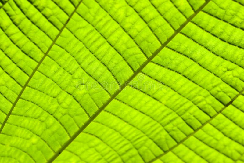 Groene Bladtextuur stock afbeelding