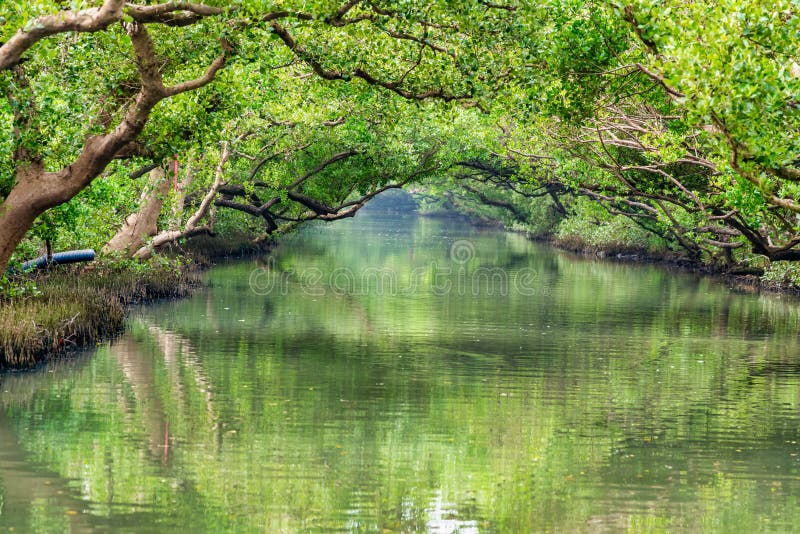De Groene Tunnel van de Mangrove van Sicao stock foto's De Groene Tunnel van de Mangrove van Sicao stock foto's
