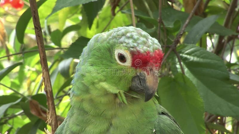 De groene vogels van papegaailoras op water van de Eilanden van de Galapagos