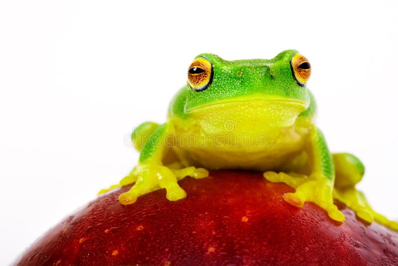 Small green tree frog sitting on red apple. Small green tree frog sitting on red apple