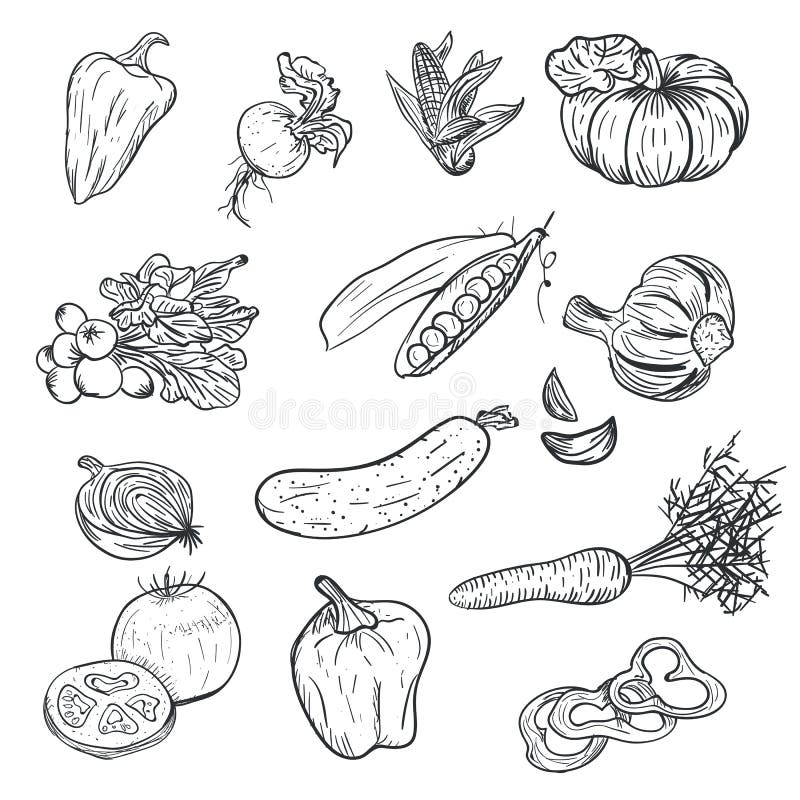 De groenten van de handtekening in krabbelstijl op witte achtergrond wordt geïsoleerd die De groente van de krabbeltekening Rijp vector illustratie De groenten van de handtekening in krabbelstijl op witte achtergrond wordt geïsoleerd die De groente van de krabbeltekening Rijp vector illustratie