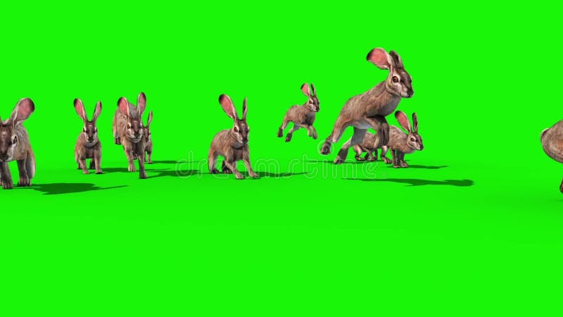 De groep konijnen springt voor groene het scherm 3d teruggevende animatie