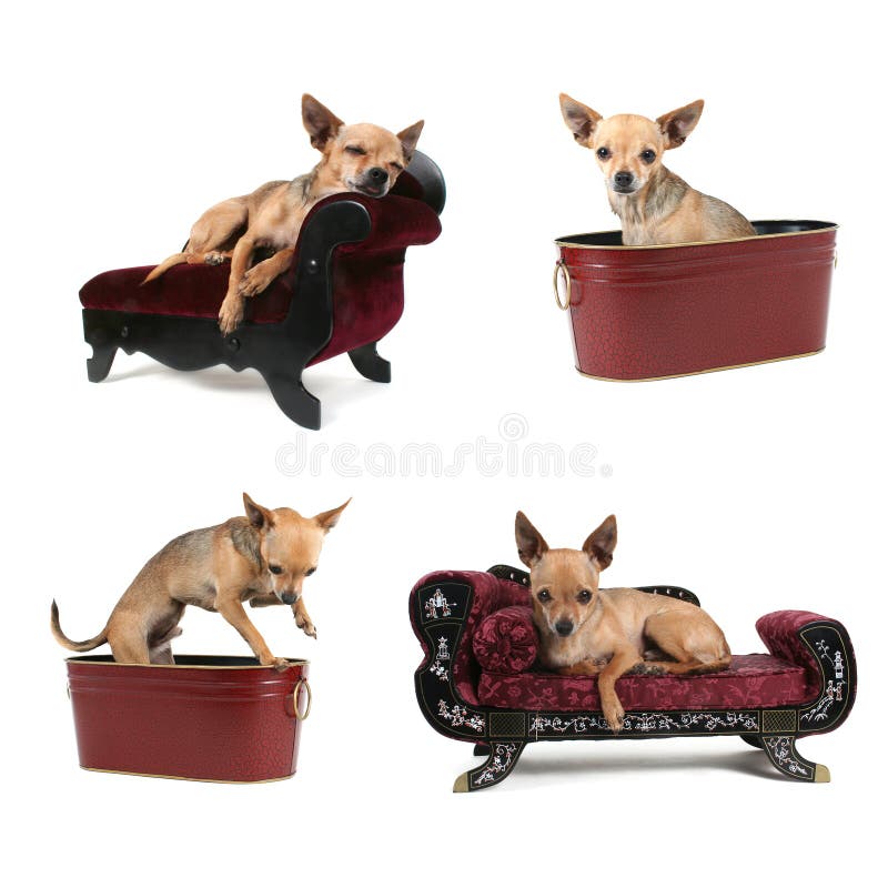 De groep van Chihuahua stock fotografie De groep van Chihuahua stock fotografie